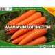 2016 fresh vegetables carton packing for fresh carrot price