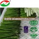 Frozen Fresh Asparagus with Good Prices