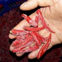 Frozen small hot CHILLI +84963818434 whatsapp