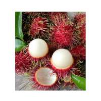 Vietnam rambutan - Wholesale for fresh rambutan and canned rambutan - Rambutan stuffed pineapple export to EU, USA, Korea