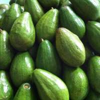 Fresh Avocados ( Hass / Fuerte ) Cheap Price - Frozen Avocado- Best price and quality