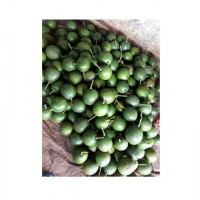 OFFER FROZEN AVOCADO FROM VIET NAM WITH HIGH QUALITY AND BEST PRICE 2019