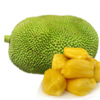 HOT !!! TOP SALE EXPORT FROZEN JACKFRUIT WITH HIGH QUALITY & THE COMPETITIVE PRICE 2019